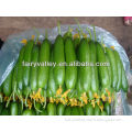Chinese Juicy and High Yield Vegetabe Seeds-Fruit Cucember Seeds